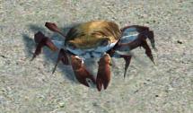 Sandbox AnimalSetup crab.jpg