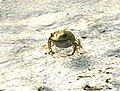 Sandbox AnimalSetup frog.jpg